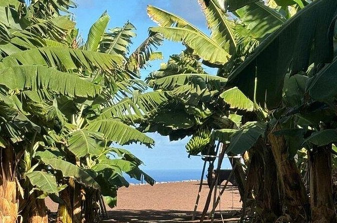 Banana Museum, Rum Distillery & Winery guided tour with tasting - Stop 3: Arehucas Rum Distillery tour (cellar and distillery)