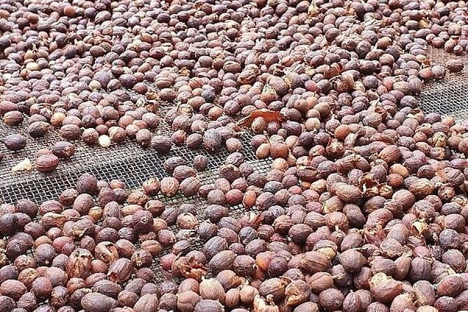 Banana Museum, Rum Distillery & Winery guided tour with tasting - Stop 4: Arehucas rum tasting