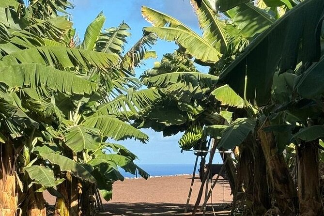 Banana Museum, Rum Distillery & Winery guided tour with tasting - Stop 6: Bodega Los Berrazales guided coffee and wine tasting