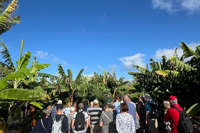 Banana Museum, Rum Distillery & Winery with Tasting: Premium tour - Stop 4: Arehucas rum tasting for 18+ guests