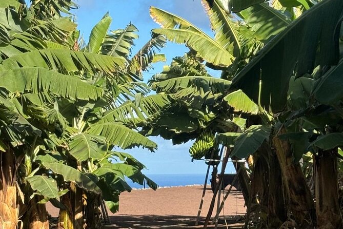 Banana Museum, Rum Distillery & Winery with Tasting: Premium tour - Stop 5: Agaete lunch break with free time