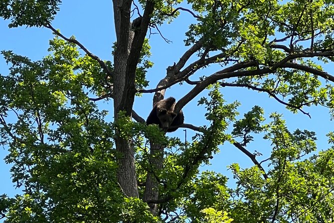 Bran (Dracula) Castle, Bear Sanctuary, Rasnov Fortress & Palinca Distillery - Stop Four: Libearty Bear Sanctuary Zărnești (and Why It Hits)