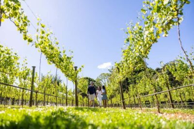 Brisbane: Boutique Winery Tour with Gourmet Lunch - Brisbane to Tamborine Mountain: the day starts with pickup comfort