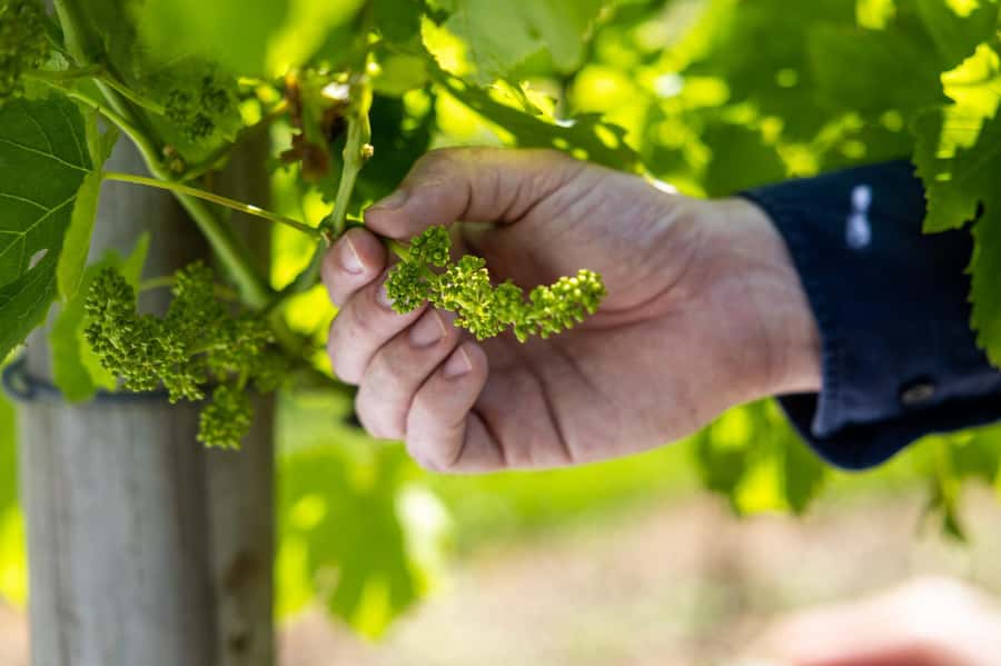 Brisbane: Boutique Winery Tour with Gourmet Lunch - The short secret stop: shopping and local snacks (and why it may vary)
