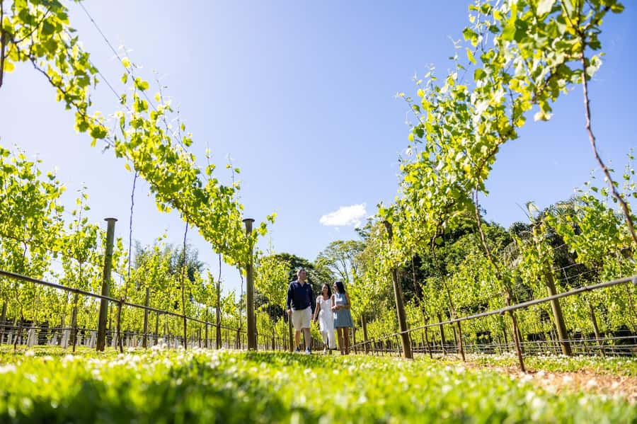 Brisbane: Boutique Winery Tour with Gourmet Lunch - Brisbane to Tamborine Mountain: the day starts with pickup comfort