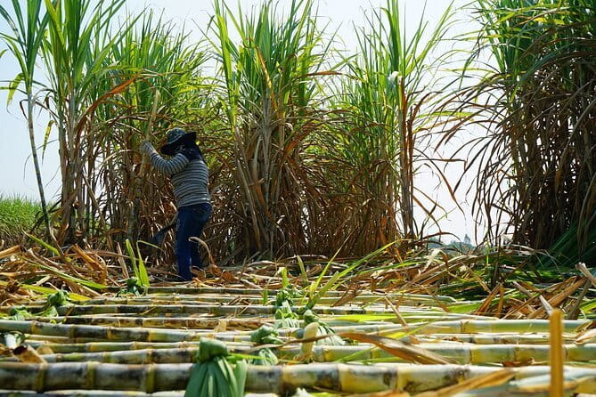 Chalong Bay Rum Distillery Experience - Enter the Distillery: What Happens Before You Taste