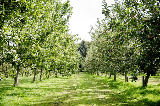 Classic Vineyard Distillery Tour and Tasting Experience in Jersey - Key Things to Know Before You Pick This Tour