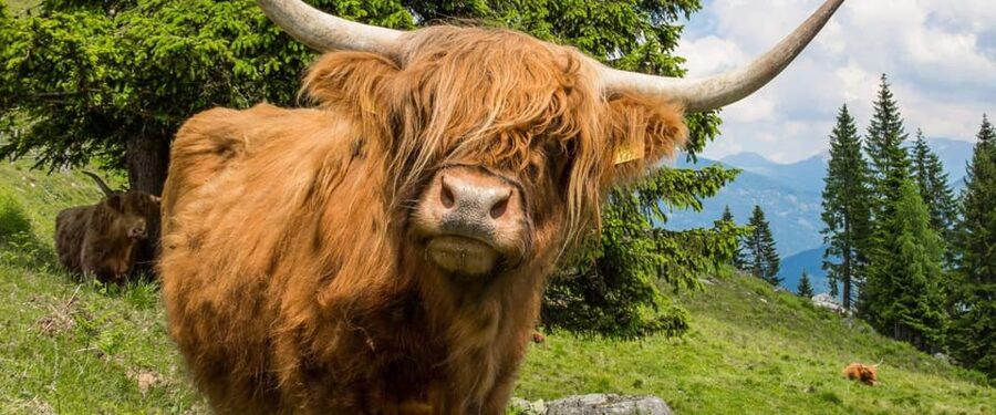 Edinburgh: Loch Ness, Scenic Walk, Glencoe & Whisky Day Tour - Small-group guides make or break the day