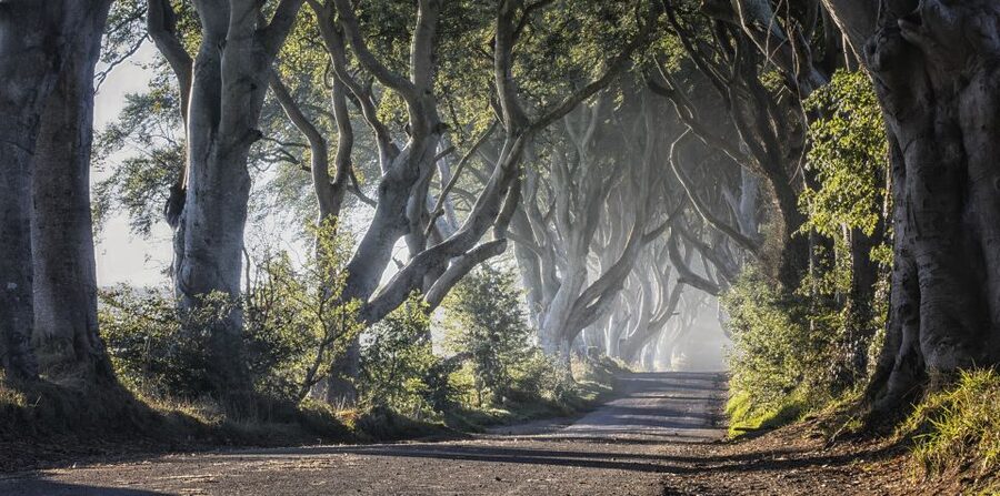 From Dublin: Giant's Causeway Tour and Whiskey Tasting - Dark Hedges: The Beech-Tree Tunnel Photo Moment