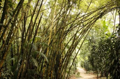 Full-Day Jungle Jeep Waterfall and Cachaça Distillery Tour - Tobogã and Poço do Tarzan waterfalls: the best payoffs