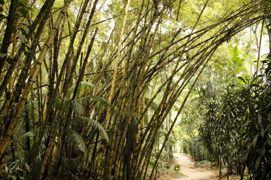 Full-Day Jungle Jeep Waterfall and Cachaça Distillery Tour - Tobogã and Poço do Tarzan waterfalls: the best payoffs