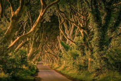 Giant Causeway, Dark Hedges & Whiskey Distillery tour from Dublin - Dunluce Castle on the Northern Atlantic: ruins with Game of Thrones links