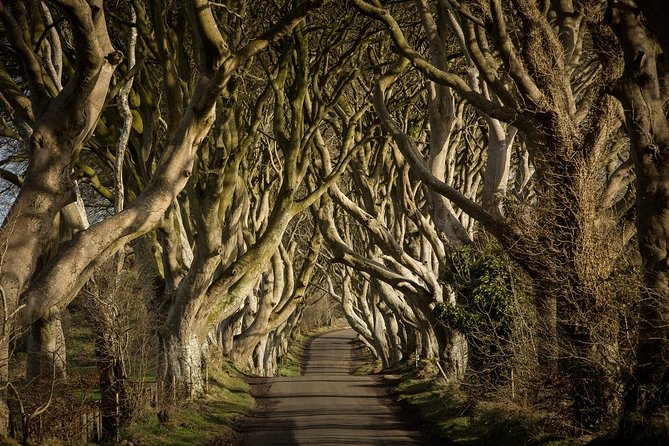 Giant's Causeway and Whisky Distillery tasting tour from Belfast - A full-day loop from Belfast: Causeway, Dark Hedges, and Titanic Distillers