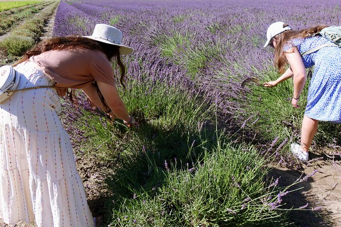 Guided tour Distillery of Lavender between Nîmes & Arles - Best fit: who should book this tour