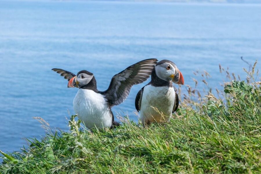 Inverness: Moray Coast, Wildlife and Speyside Whisky Tour - Key highlights worth planning around