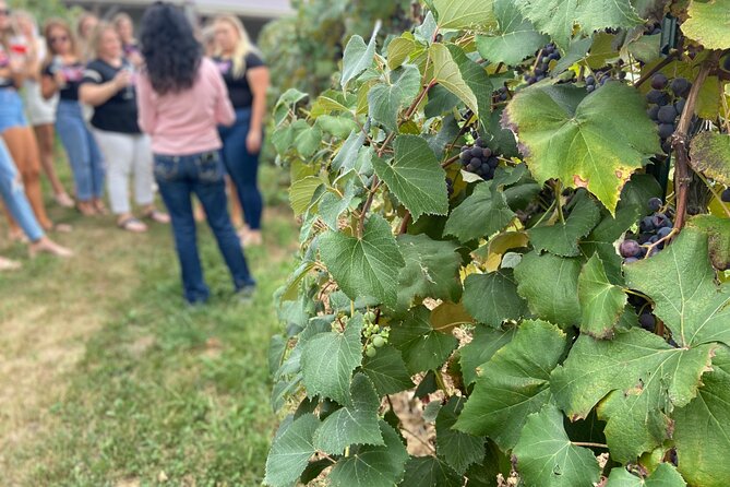 Kansas City Brewery, Winery, and Distillery Tour - Winery Stop: The Maker’s Eye View Without the Road Trip Headaches