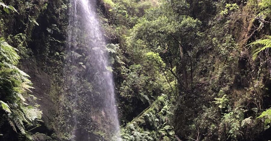 La Palma: North Island Bus Tour with Ron Aldea Distillery - Why La Palma’s North Side Feels Different: Microclimates and Big Views