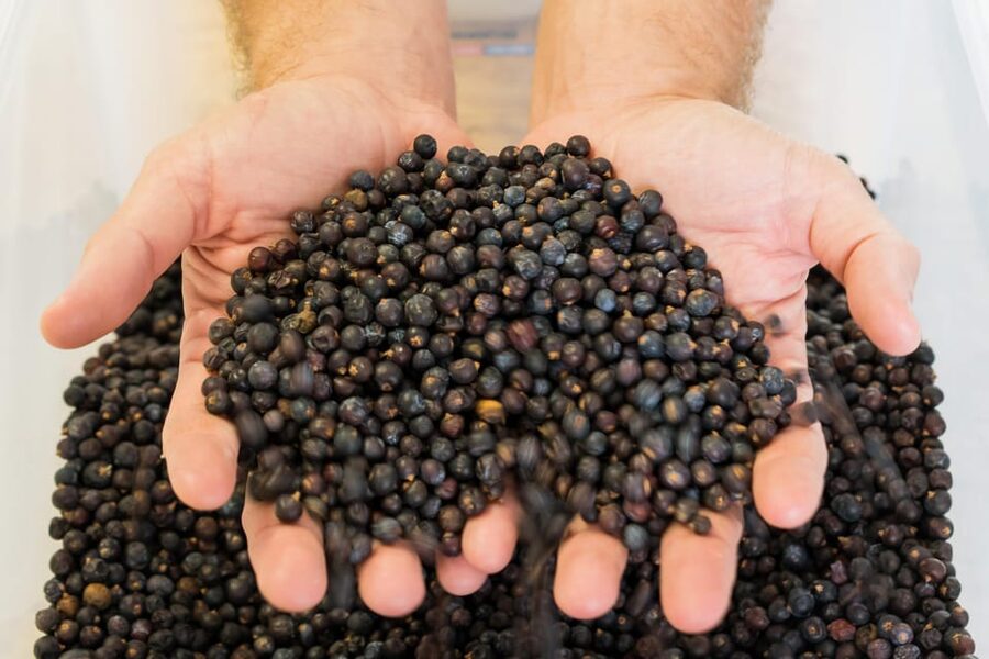 Lagos: Guided Gin Distillery Tour With Tasting at Alma Luz - Buying Bottles at Alma Luz: What to Know Before You Go