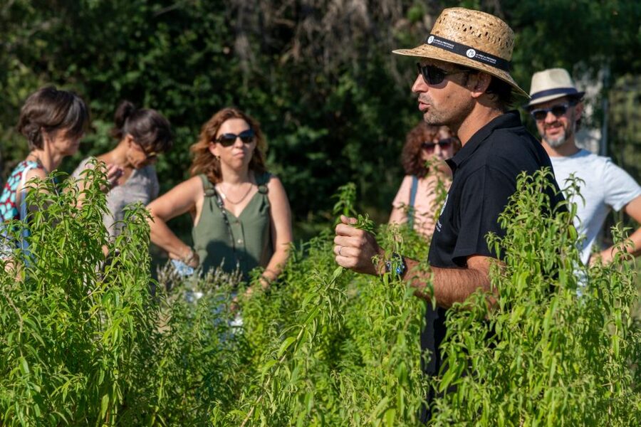 Lavender Field & Distillery Tour between Nimes & Arles - Price and Value: Why This $9 Tour Makes Sense