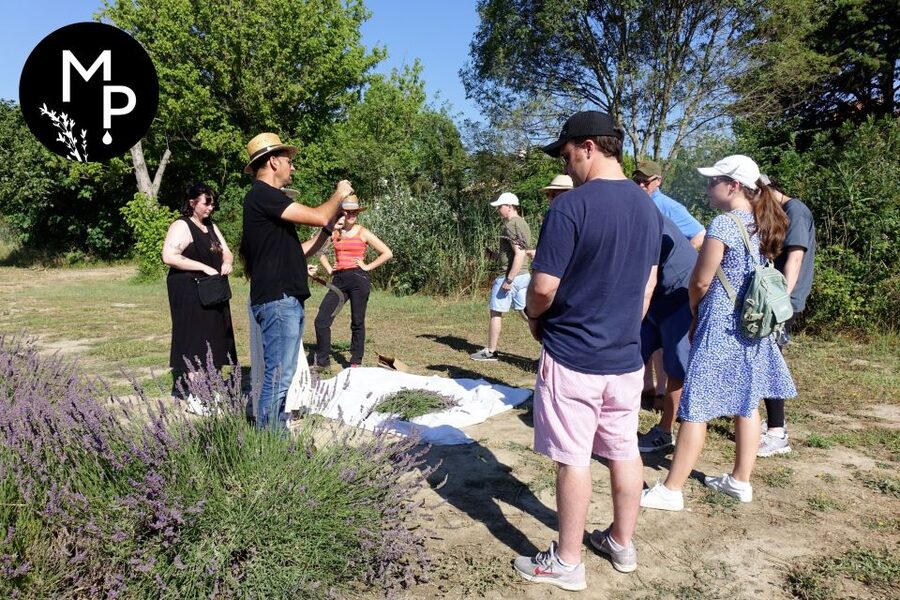 Lavender Field & Distillery Tour between Nimes & Arles - Meeting at the Boutique, Then Straight Into the Provence Plant World