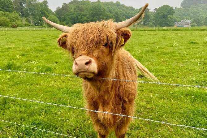 Loch Ness, Culloden, Clava and whisky/gin tour from Inverness. - Loch Ness and Drumnadrochit: Monster Legends Plus Real-World Gin