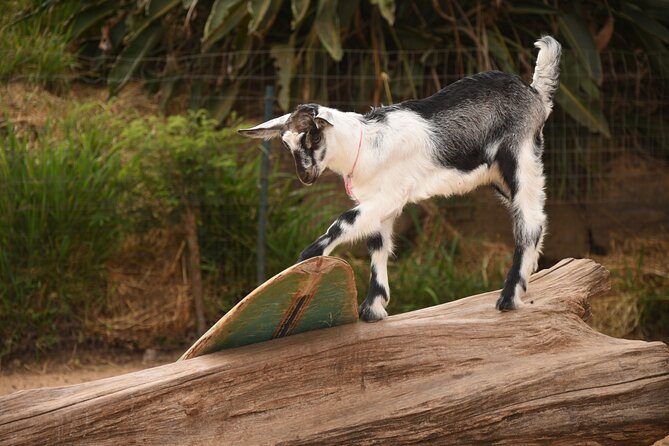 Maui Farm Distillery and local craft experience Full-Day Tour - A Small-Group Upcountry Day With Goats, Spirits, and Glass