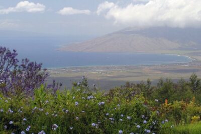 Maui Farm Distillery and local craft experience Full-Day Tour - Morning Pickup, Comfortable Transport, and the Makawao Drive-Through