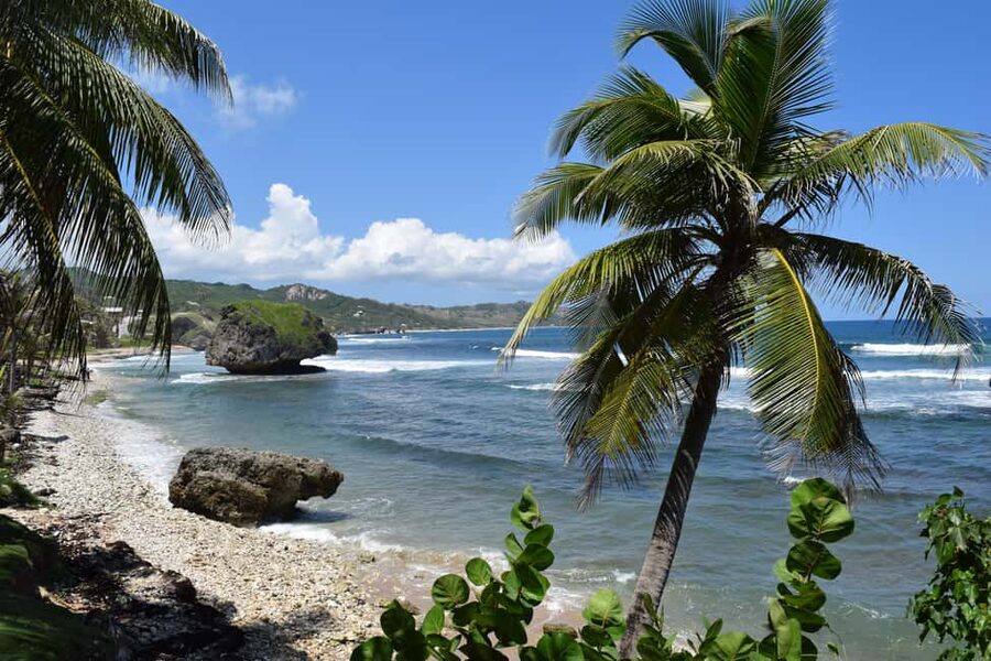 Monkey Feeding & Historic Sugar Plantation & Rum Distillery - Key things I’d plan around