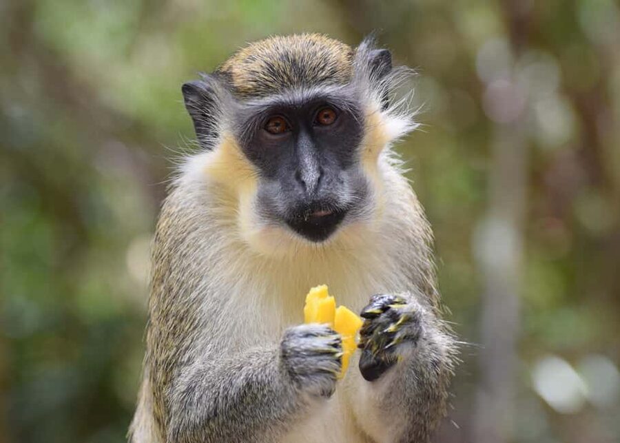 Monkey Feeding & Historic Sugar Plantation & Rum Distillery - From Your Hotel to Barbados Wildlife Reserve (Saint Andrew)