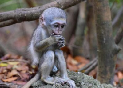 Monkey Feeding & Historic Sugar Plantation & Rum Distillery - Barbados Wildlife Reserve Monkey Feeding: how to get the most from it