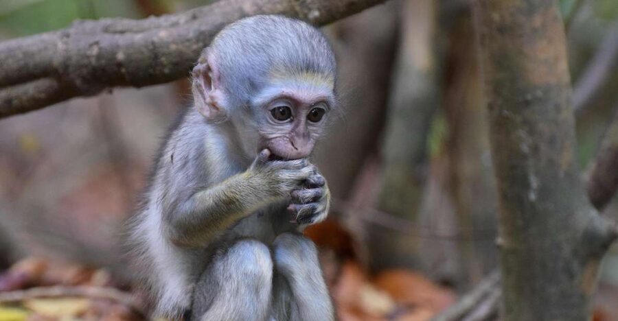 Monkey Feeding & Historic Sugar Plantation & Rum Distillery - FAQ