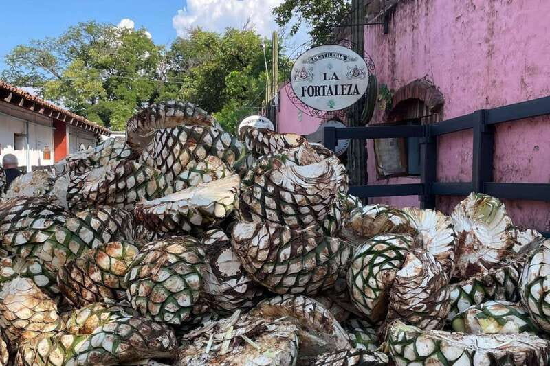 Private Adventure to Tequila and la Fortaleza Distillery - Who this private Tequila day is best for