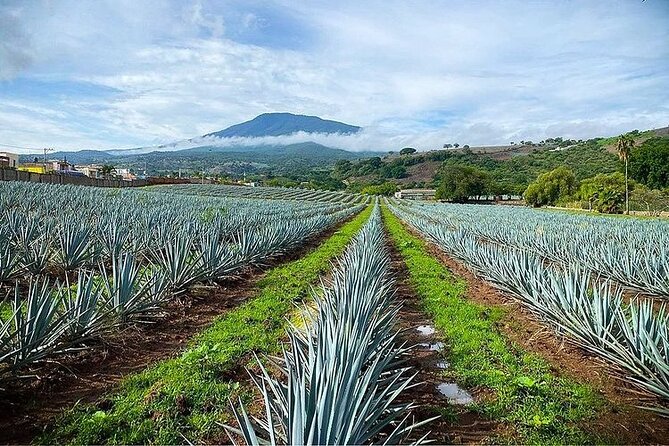 Private One Day Adventure Tour in Tequila and La Fortaleza Distillery - Stop 3: Magical Town of Tequila for Photos and Shopping