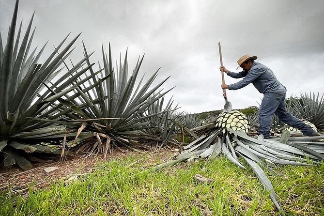 Private One Day Adventure Tour in Tequila and La Fortaleza Distillery - Guides, English Levels, and Why Private Matters
