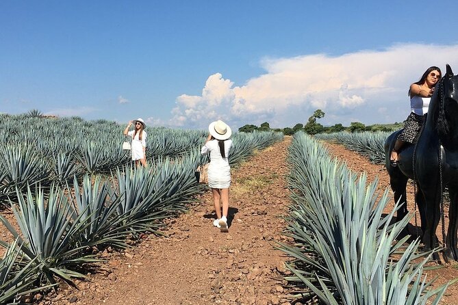 Private Tour Cascahuin Distillery and visit to Tequila - What’s Included (and What You’ll Need to Plan For)