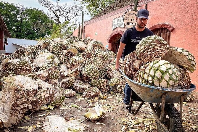 Private Tour one day in Guachimontones and La Fortaleza Distillery - The Magic Town of Tequila: One Hour for Photos and Buying the Good Stuff