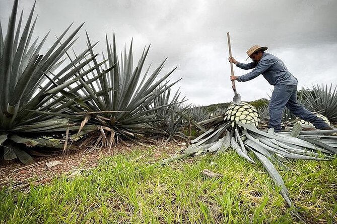 Private Tour one day in Guachimontones and La Fortaleza Distillery - Agave Scenery and Route Flexibility: You’re Not Stuck With a Rigid Script