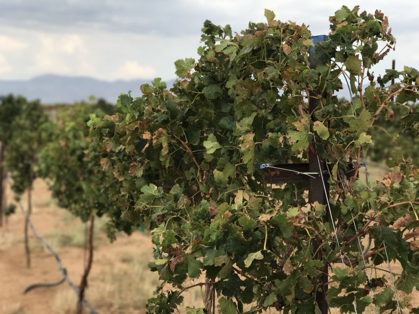Scenic Desert Wine, Distillery Tastings/Brewery/RT66 & Lunch - Who should book this Route 66 wine, distillery, and brewery tour