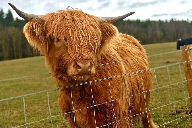 Scone Palace, Nature, Pitlochry, Whisky Experience from Edinburgh - Pitlochry and Taste Perthshire: Victorian Town Breaks and Hand-Feeding Highland Coos