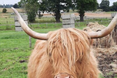Scottish Whisky Distillery & Fairytale Dunrobin Castle - Dornoch Bookshop and Cathedral Area: Small Stops That Add Character