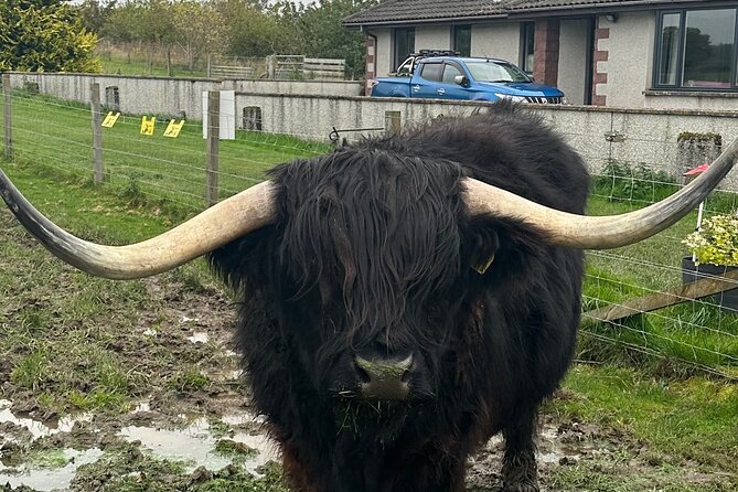 Scottish Whisky Distillery & Fairytale Dunrobin Castle - Lunch in Dornoch and a Quick Nature Pass at Loch Fleet