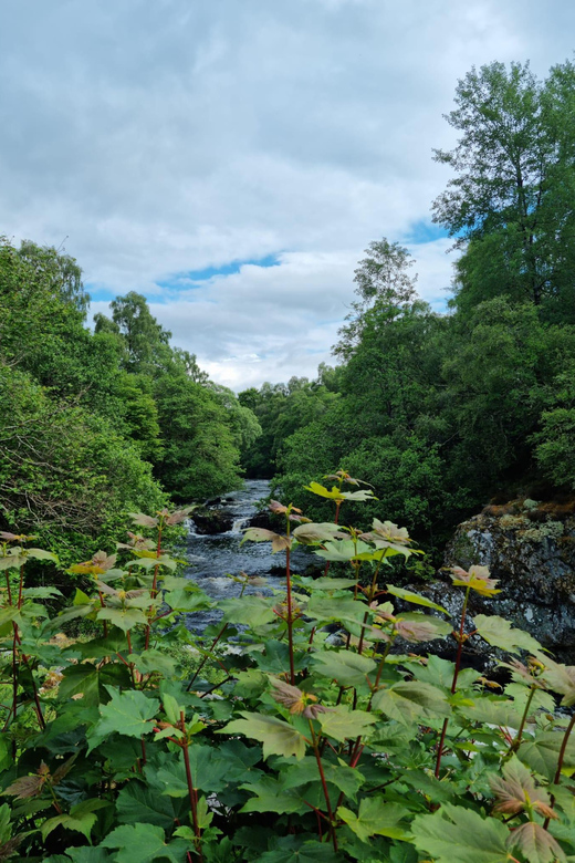 Shore excursion from Invergordon - Castles, Scenery & Whisky - Dornoch Town Break: Shops, Cafes, and a Real Pause