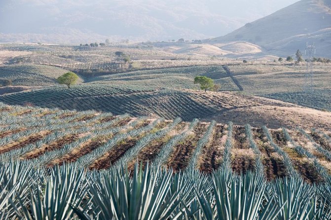 Sip & Savor Tequila Experience Distillery w/ Lunch fr Guadalajara - Key highlights at a glance
