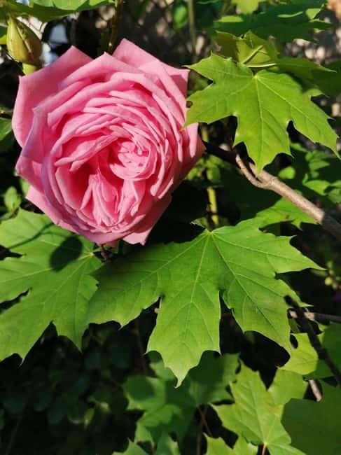 Sofia – Kazanluk Rose Valley & Oil Distillery Tour - Key Things That Make This Tour Worth Your Time