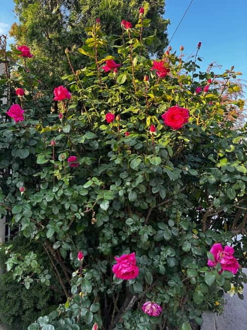 Sofia – Kazanluk Rose Valley & Oil Distillery Tour - A Long Morning Out of Sofia With Scenic Payoff