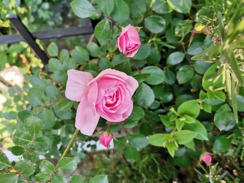 Sofia – Kazanluk Rose Valley & Oil Distillery Tour - Guide Time Matters: Licensed, Small Group, and a Little Surprise