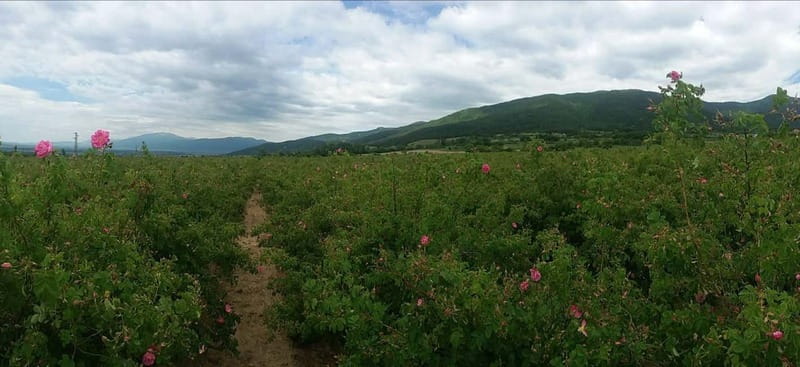 Sofia – Kazanluk Rose Valley & Oil Distillery Tour - Price and Value: What You Pay for at $115
