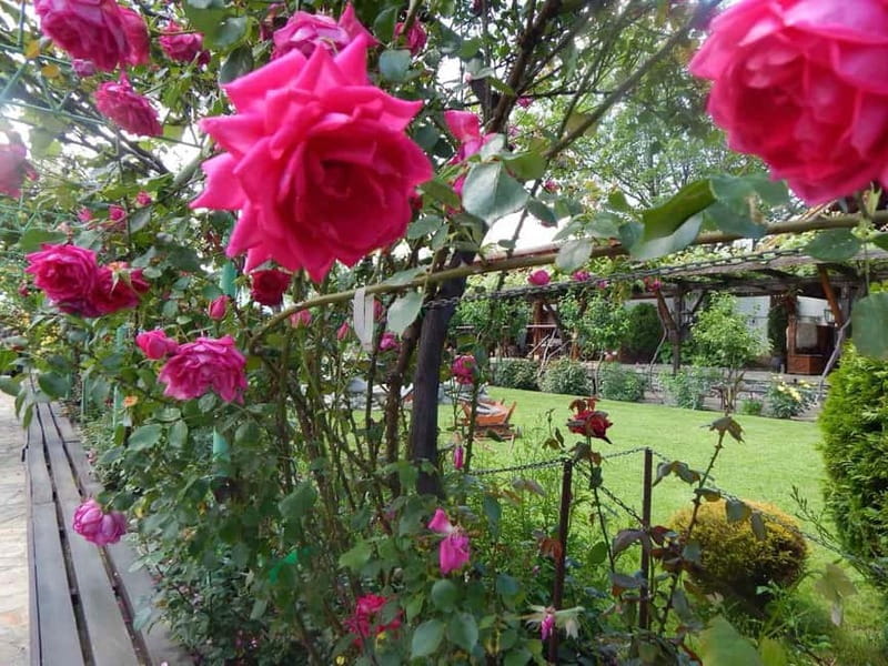 Sofia – Kazanluk Rose Valley & Oil Distillery Tour - What the Day Actually Feels Like: A Simple Timeline