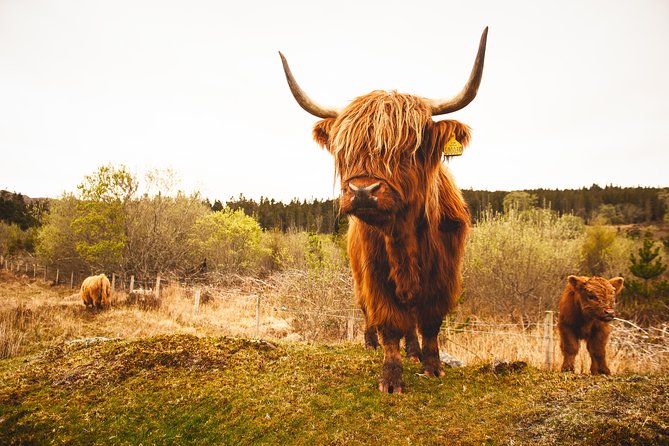 Speyside Whisky Day Tour from Inverness Including Admissions - Timing and pacing: long day, smart breaks