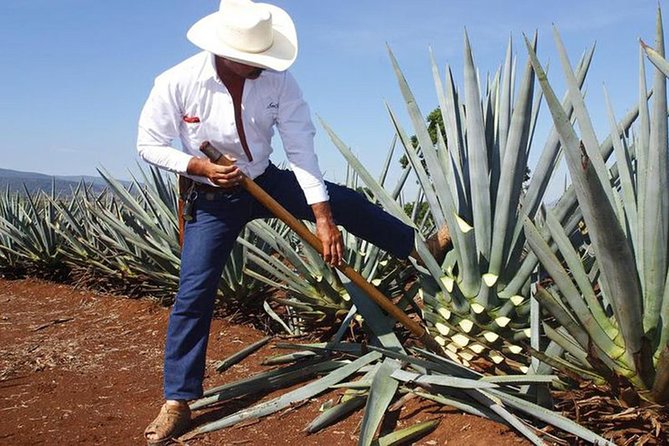 Tequila distillery experience, Jose Cuervo & Tequila Magic Town - Key highlights to know before you go